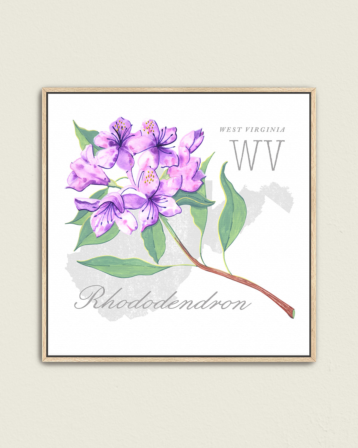 West Virginia (Rhododendron) state flower fine art print, classic botanical style on white background. Oak frame available.