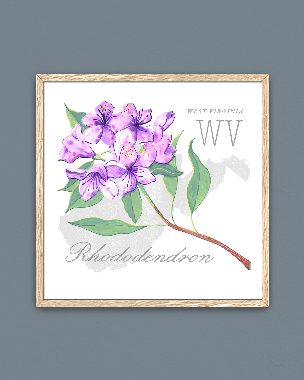 West Virginia (Rhododendron) state flower fine art print, classic botanical style on white background. Oak frame available.