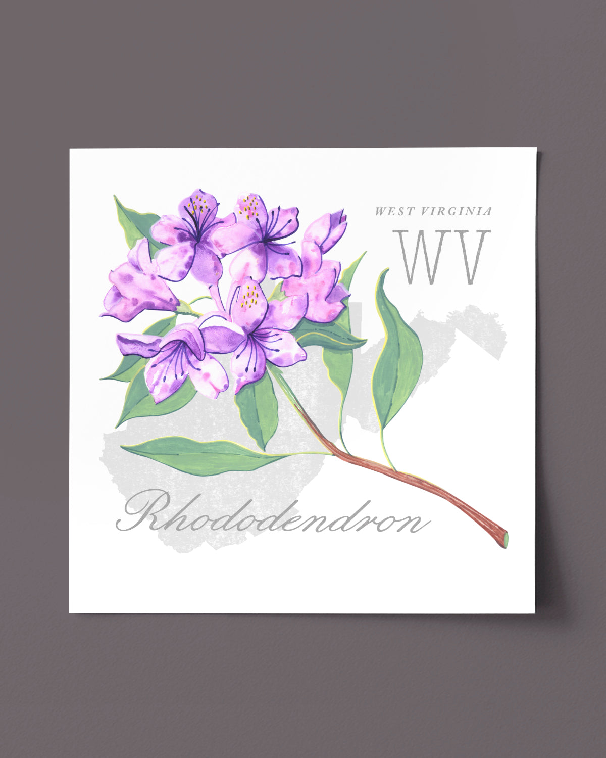West Virginia (Rhododendron) state flower fine art print, classic botanical style on white background. Oak frame available.