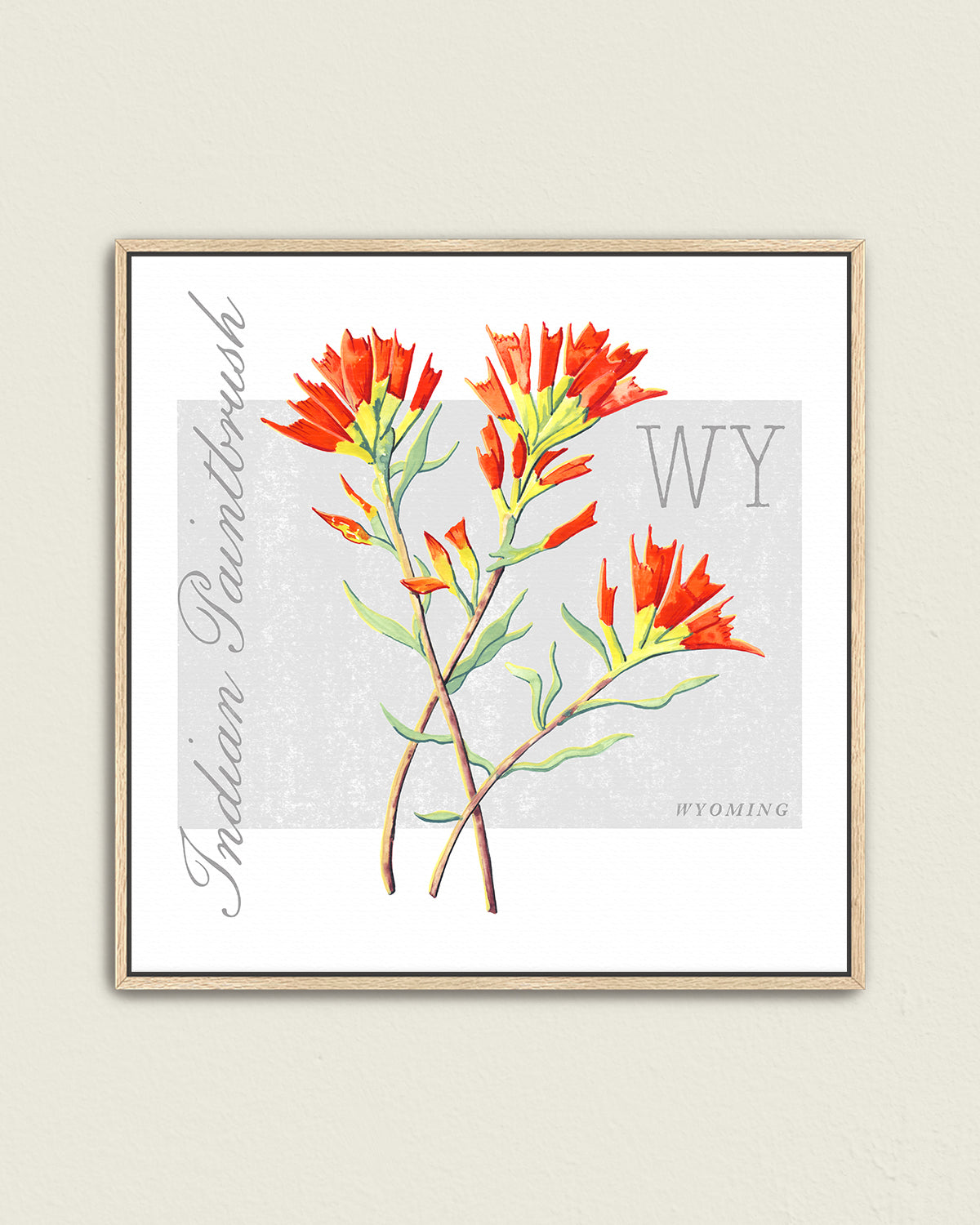 Wyoming (Indian Paintbrush) state flower fine art print, classic botanical style on white background. Oak frame available.
