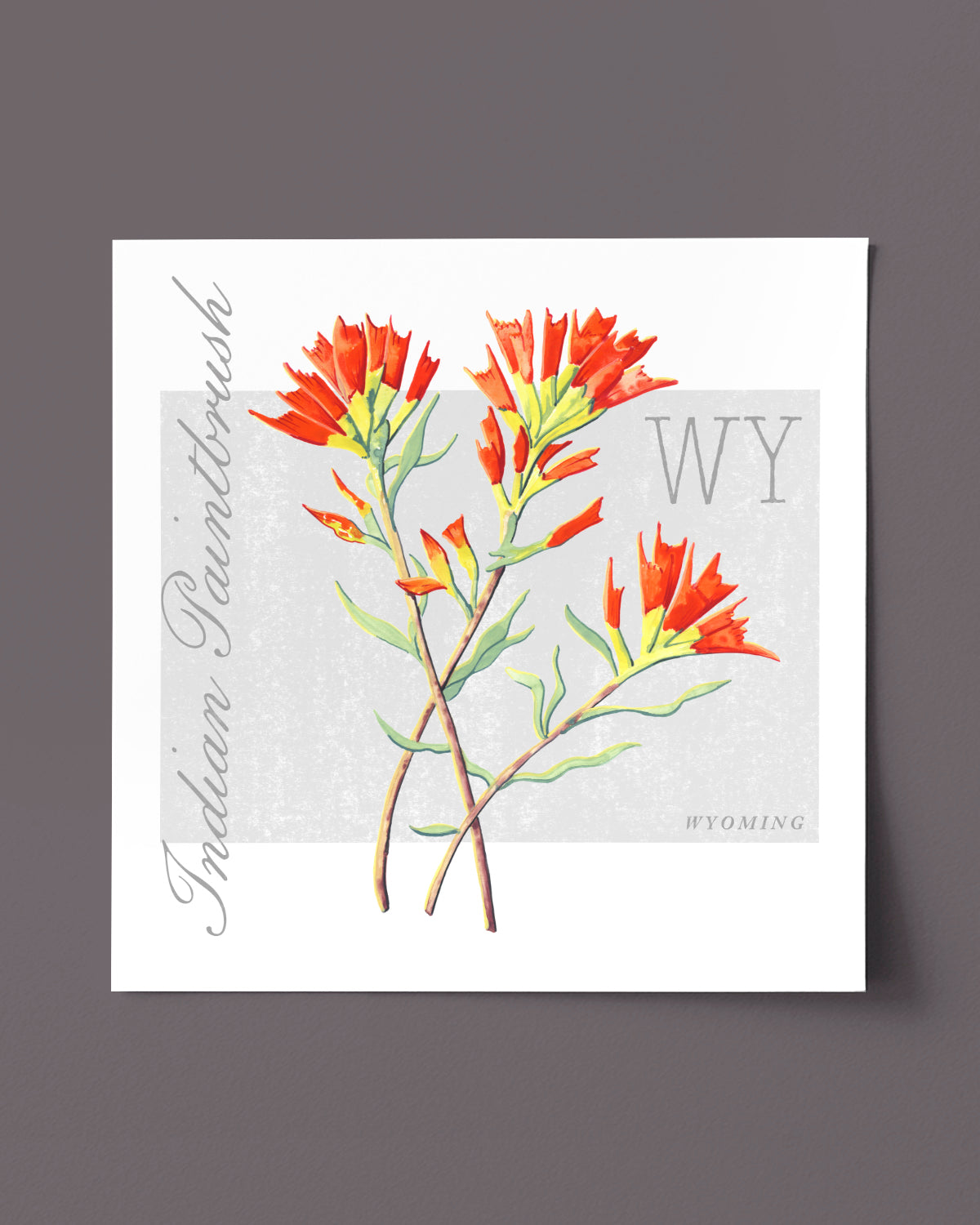 Wyoming (Indian Paintbrush) state flower fine art print, classic botanical style on white background. Oak frame available.